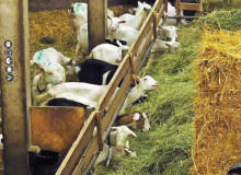 KäseStraße Bregenzerwald © Foto: Rasbortschan - So schmeckt Österreich