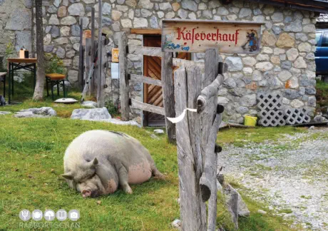 Sennerei Schweizerhütte in Mühlbach am Hochkönig © Foto: Rasbortschan - So schmeckt Österreich